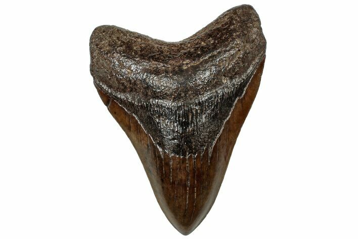 Fossil Megalodon Tooth - South Carolina #310024